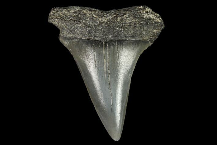 Fossil Mako Shark Tooth - South Carolina #128742